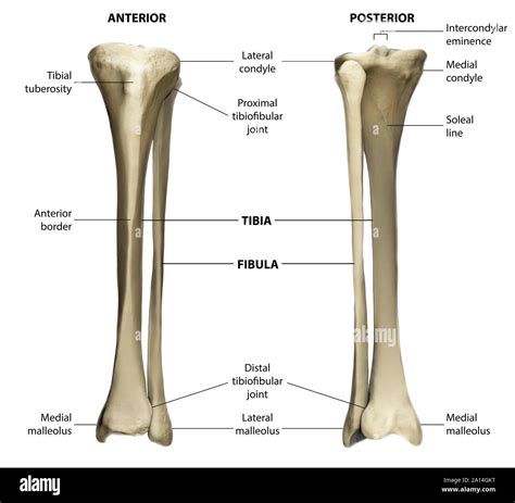 tebixa|Tebixa 